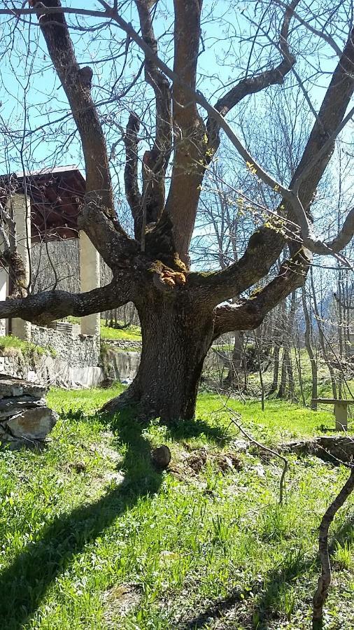 La Casa Del Gigante Frassino Διαμέρισμα Acceglio Εξωτερικό φωτογραφία
